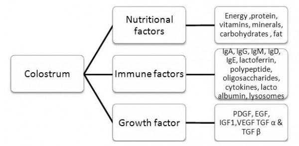 composition of colostrum