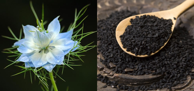 Egyptian Black Cumin Seed Oil – healing for all deseases