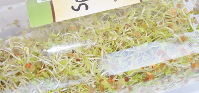 Now-Foods-Sprouting